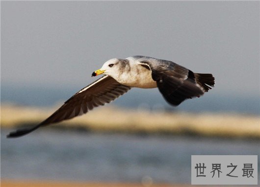 世界上飞的最高的鸟TOP10,灰鹤高度超万里与飞机肩并肩