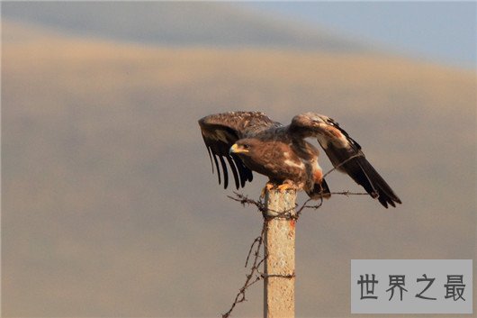 世界上飞的最高的鸟TOP10,灰鹤高度超万里与飞机肩并肩