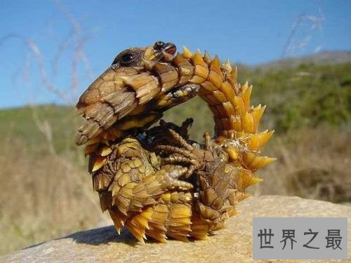 世界上最酷的十种多刺动物,人们都想饲养它。