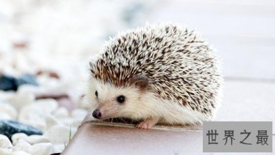 ​世界上最酷的十种多刺动物，人们都想饲养它。