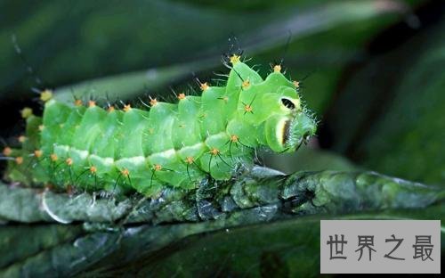 世界上最酷的十种多刺动物,人们都想饲养它。