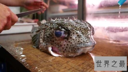 世界上最酷的十种多刺动物,人们都想饲养它。