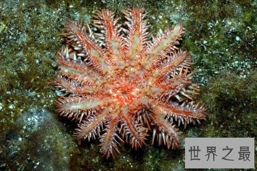 世界上最酷的十种多刺动物,人们都想饲养它。