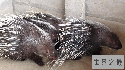 世界上最酷的十种多刺动物,人们都想饲养它。