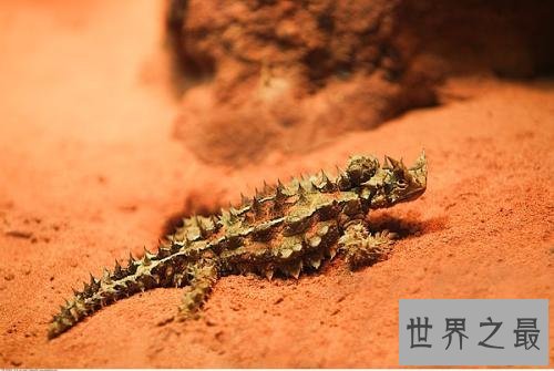 世界上最酷的十种多刺动物,人们都想饲养它。