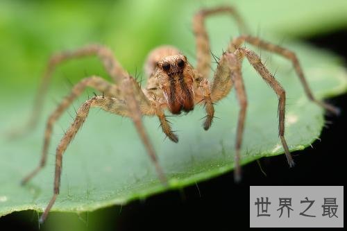 世界上最酷的十种多刺动物,人们都想饲养它。