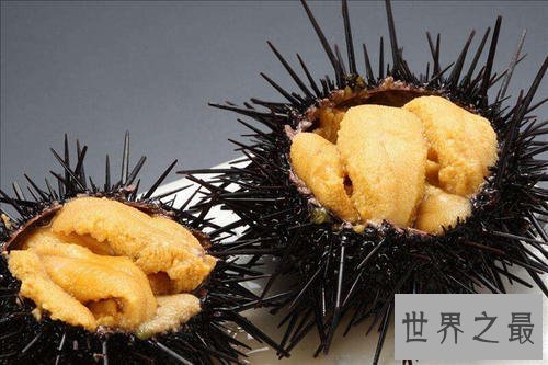 世界上最酷的十种多刺动物,人们都想饲养它。