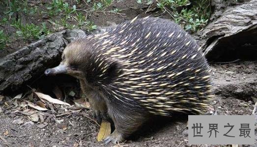 世界上最酷的十种多刺动物,人们都想饲养它。