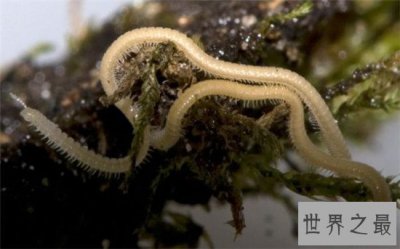 ​世界上腿最多的动物排名，密集恐惧症患者勿进！