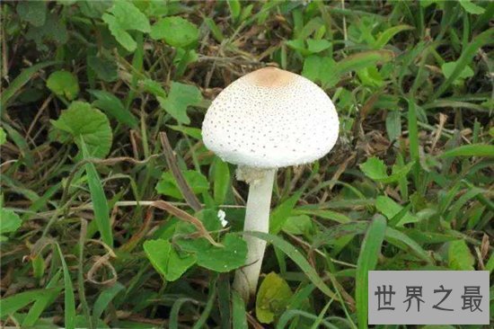 世界上最毒的十种蘑菇,外表诱人实则含有剧毒!