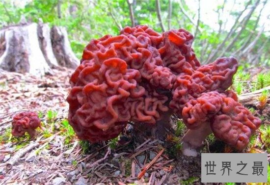 世界上最毒的十种蘑菇,外表诱人实则含有剧毒!