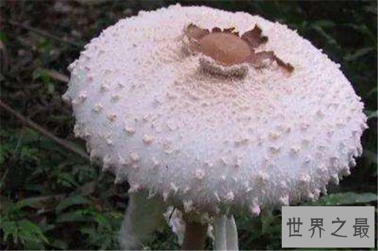 世界上最毒的十种蘑菇,外表诱人实则含有剧毒!