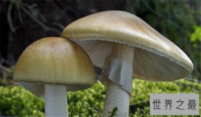 ​世界上最毒的十种蘑菇，外表诱人实则含有剧毒！