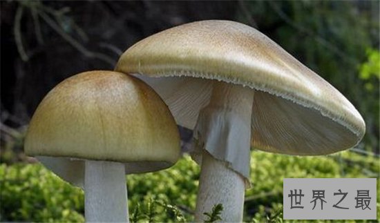 世界上最毒的十种蘑菇,外表诱人实则含有剧毒!