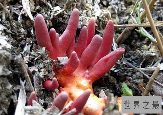 世界上最毒的十种蘑菇,外表诱人实则含有剧毒!