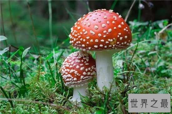 世界上最毒的十种蘑菇,外表诱人实则含有剧毒!