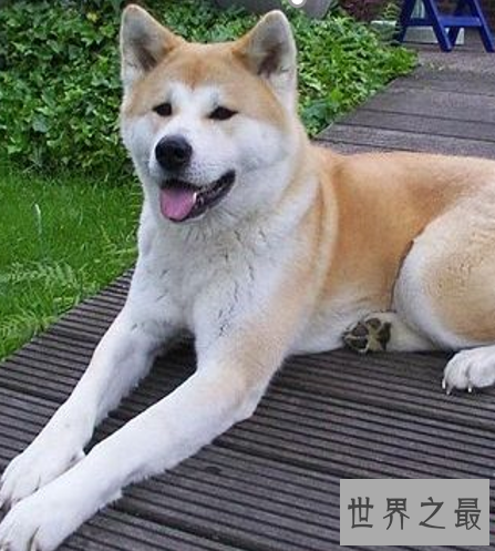 世界十大名狗,罗秦犬竟然世界排名第一。