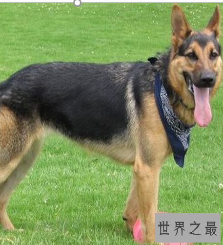 世界十大名狗,罗秦犬竟然世界排名第一。