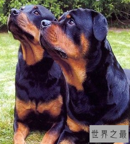 世界十大名狗,罗秦犬竟然世界排名第一。