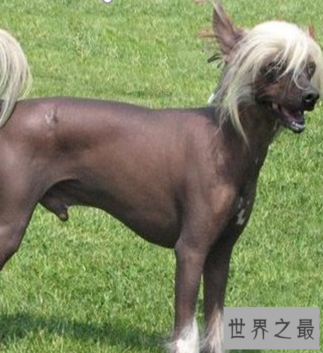 世界十大名狗,罗秦犬竟然世界排名第一。