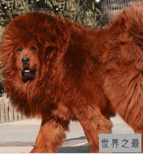 世界十大名狗,罗秦犬竟然世界排名第一。