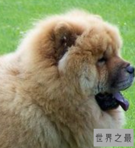 ​世界十大名狗，罗秦犬竟然世界排名第一。