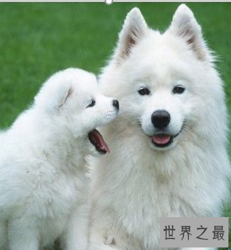 世界十大名狗,罗秦犬竟然世界排名第一。