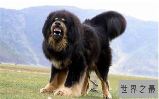 十大最凶猛犬种,珍爱生命远离比特犬!