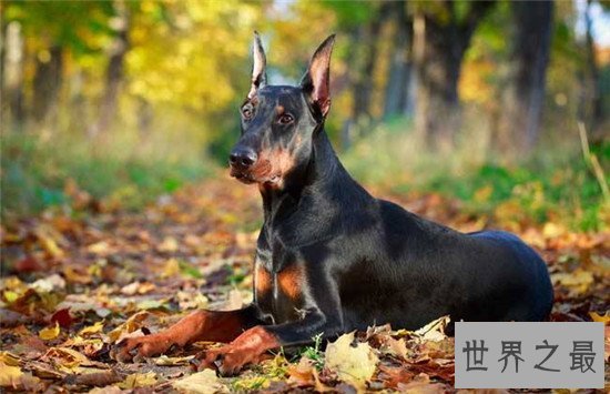 十大最凶猛犬种,珍爱生命远离比特犬!