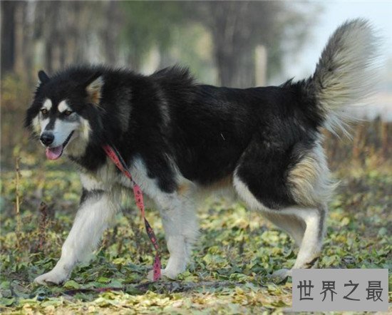 十大最凶猛犬种,珍爱生命远离比特犬!