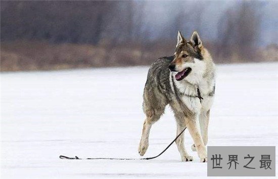 十大最凶猛犬种,珍爱生命远离比特犬!