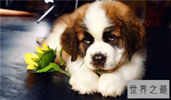 十大最凶猛犬种,珍爱生命远离比特犬!