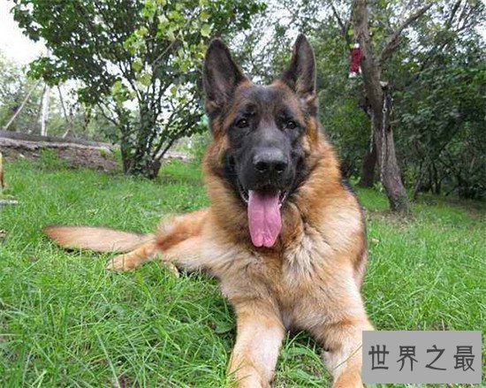 十大最凶猛犬种,珍爱生命远离比特犬!