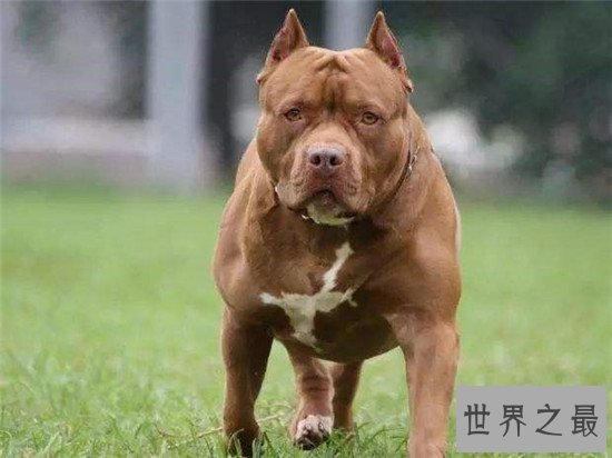 十大最凶猛犬种,珍爱生命远离比特犬!