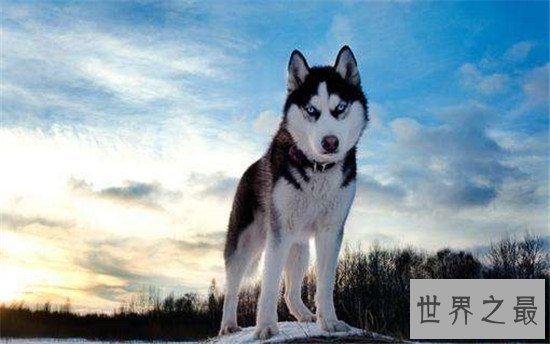 十大最凶猛犬种,珍爱生命远离比特犬!