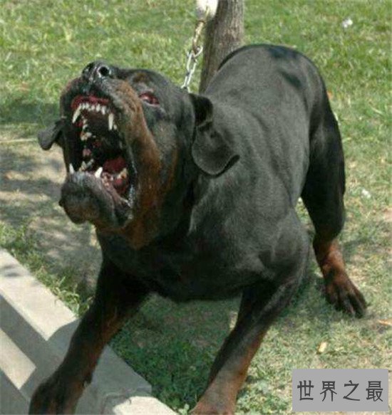 十大最凶猛犬种,珍爱生命远离比特犬!