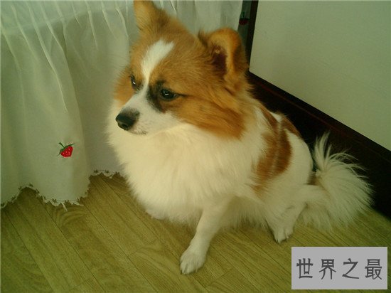 十种最聪明的狗排名,边境牧羊犬真的那么聪明?