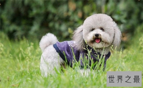 十种最聪明的狗排名,边境牧羊犬真的那么聪明?