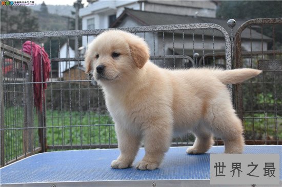 十种最聪明的狗排名,边境牧羊犬真的那么聪明?