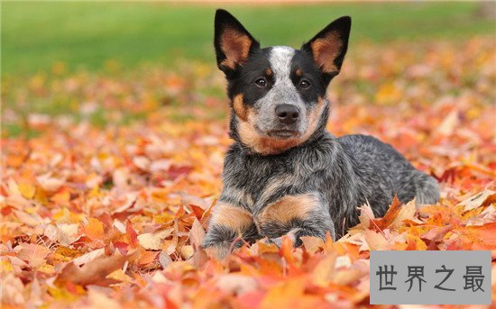 十种最聪明的狗排名,边境牧羊犬真的那么聪明?