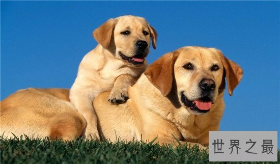 十种最聪明的狗排名,边境牧羊犬真的那么聪明?