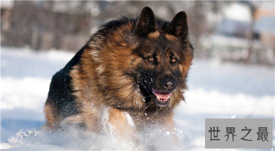 十种最聪明的狗排名,边境牧羊犬真的那么聪明?