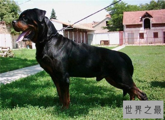 十种最聪明的狗排名,边境牧羊犬真的那么聪明?