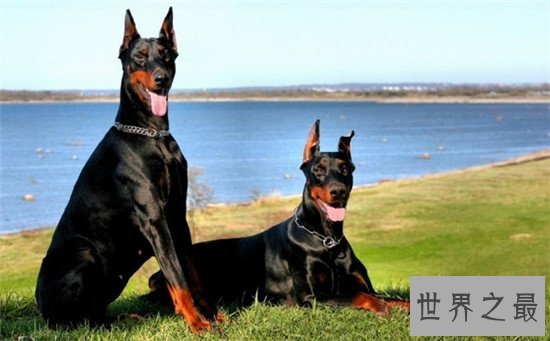 十种最聪明的狗排名,边境牧羊犬真的那么聪明?