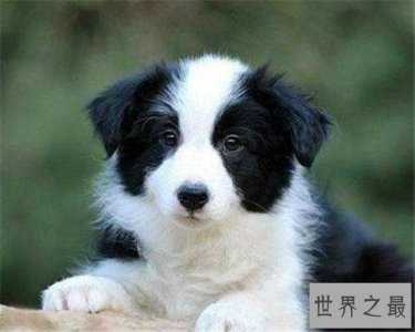 ​十种最聪明的狗排名，边境牧羊犬真的那么聪明？