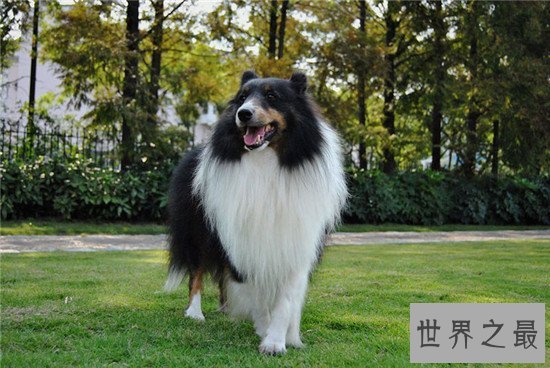 十种最聪明的狗排名,边境牧羊犬真的那么聪明?