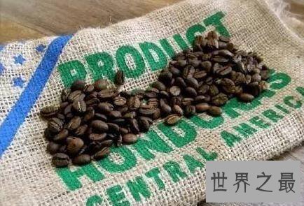 世界上最贵的咖啡,第一种350.25美元一磅!