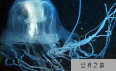 ​世界上最毒的动物