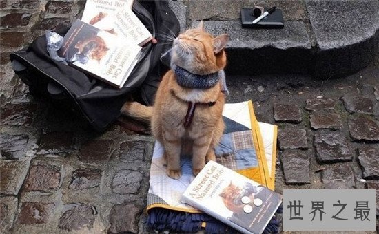 世界上十大最漂亮的猫品种，加菲猫实在是憨态可掬