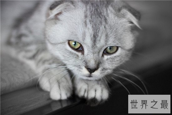 世界上十大最漂亮的猫品种，加菲猫实在是憨态可掬